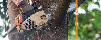 Best Aeration Services  in Orange City, IA