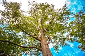 Best Tree Health Inspection  in Orange City, IA