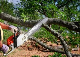 Best Tree Trimming and Pruning  in Orange City, IA