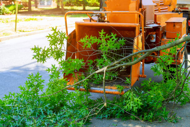 Best Tree Cabling and Bracing  in Orange City, IA