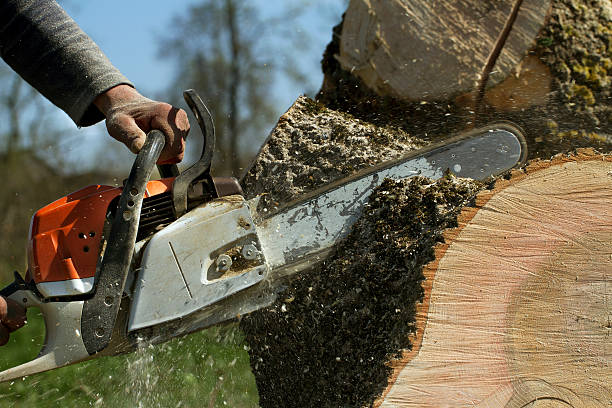 Professional Tree Services in Orange City, IA