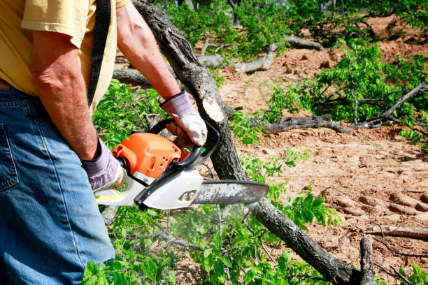 How Our Tree Care Process Works  in  Orange City, IA